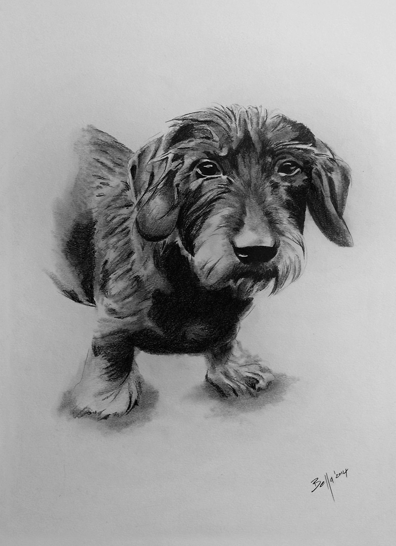 Hundeportrait eines Dackels